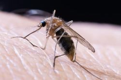 West Nile, allerta a Catanzaro: nuova ordinanza contro le zanzare