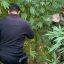 Nardodipace (VV), scoperta una piantagione di cannabis con 476 piante