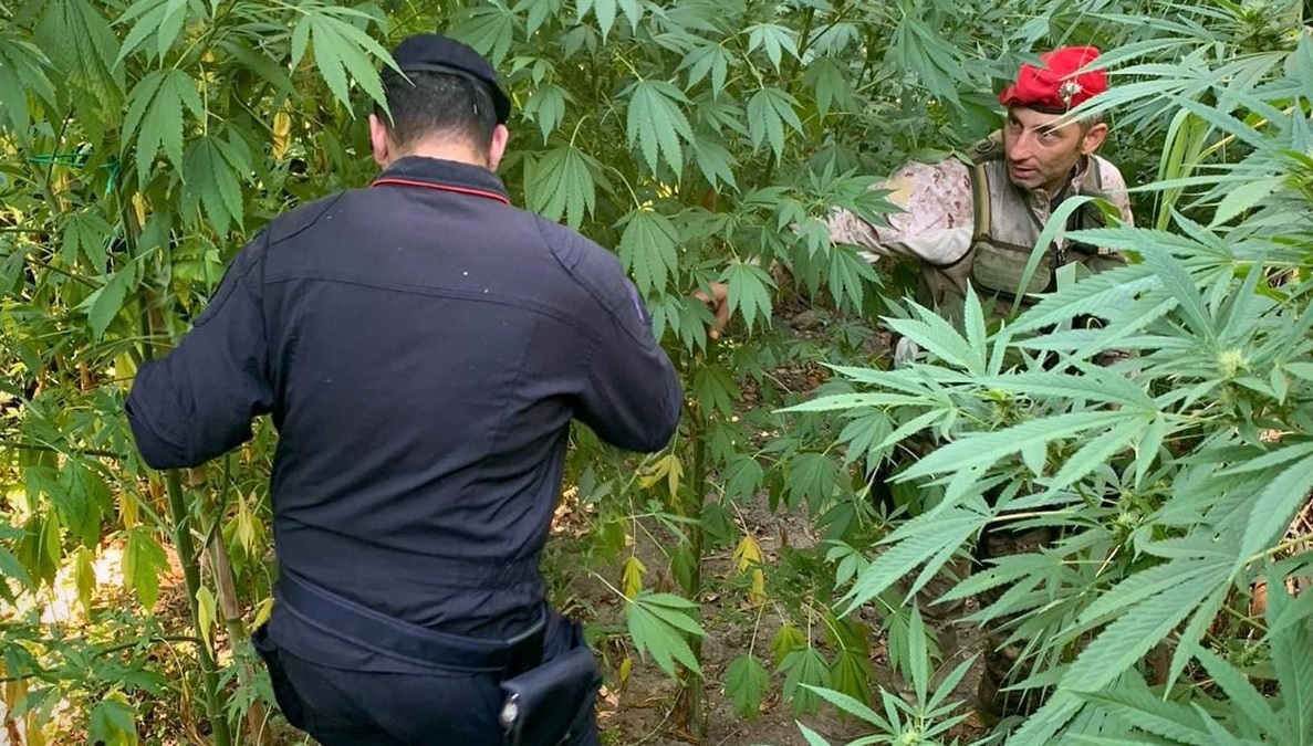 Nardodipace (VV), scoperta una piantagione di cannabis con 476 piante