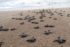 Calabria, record di tartarughe marine: 300 esemplari accompagnati in mare