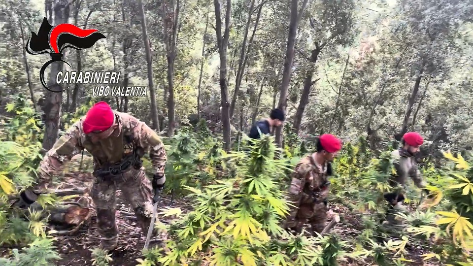 San Giovanni di Gerace (RC), scoperta piantagione di cannabis: sequestrate e distrutte 550 piante