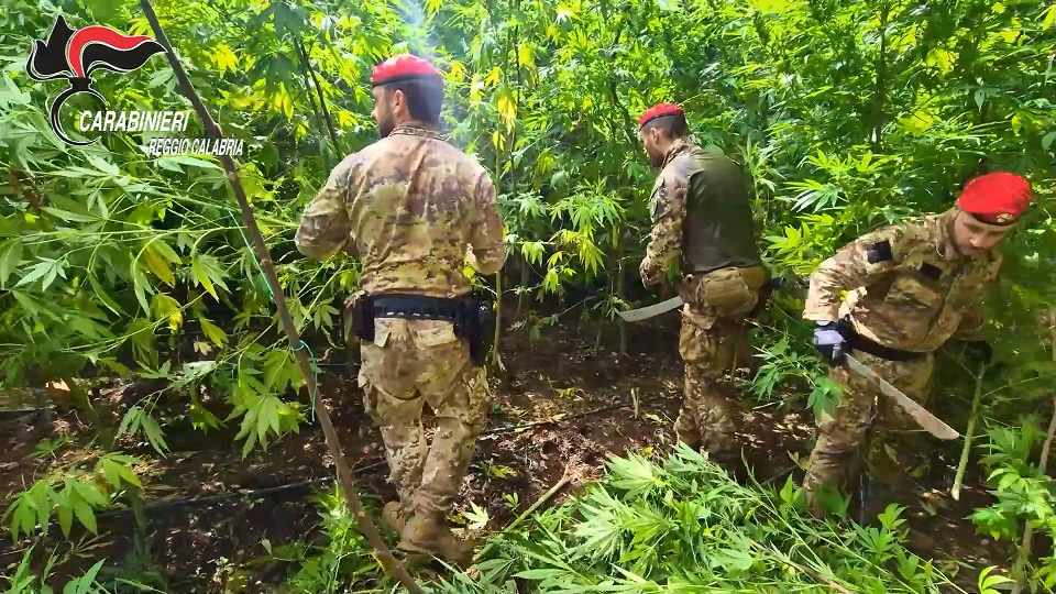 Maxi piantagioni di cannabis nella Locride, distrutte oltre 2.300 piante