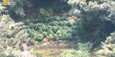 Calabria, sequestrate 19 piantagioni di cannabis: oltre 5.500 piante