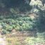 Calabria, sequestrate 19 piantagioni di cannabis: oltre 5.500 piante