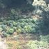Calabria, sequestrate 19 piantagioni di cannabis: oltre 5.500 piante