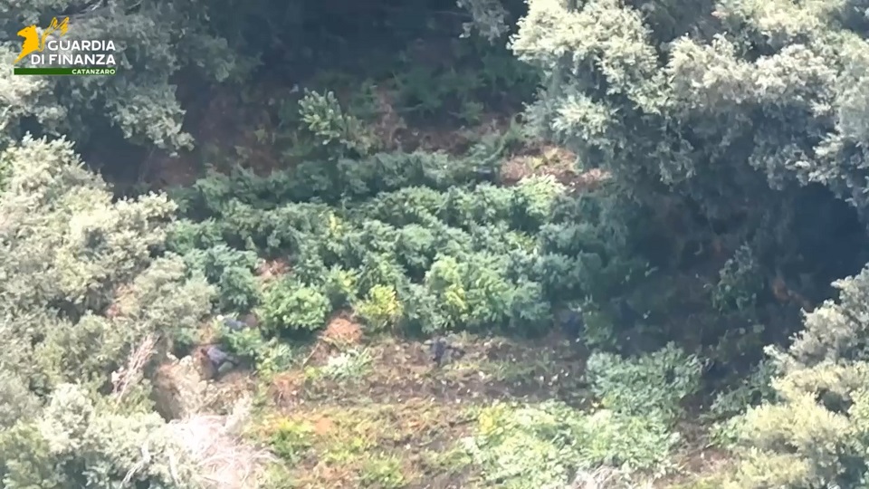 Calabria, sequestrate 19 piantagioni di cannabis: oltre 5.500 piante