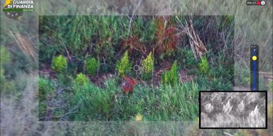 Crotone, scoperta piantagione di cannabis tra i rovi: sequestrate 72 piante