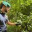 Scoperte dieci piantagioni di marijuana nel Reggino: oltre 4.500 piante sequestrate