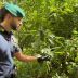 Scoperte dieci piantagioni di marijuana nel Reggino: oltre 4.500 piante sequestrate
